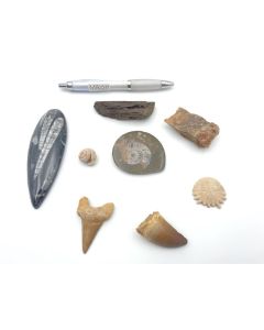 Fossils set; with 8 different fossils; 1 piece 