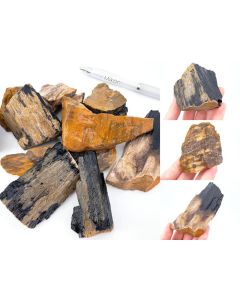 Fossilized petrified wood; Sumatra, Indonesia; 1 kg