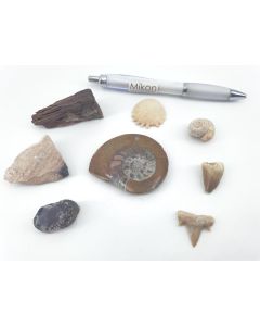 Fossils set; with 8 different fossils; 1 piece 