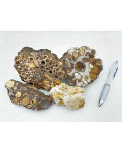 Coral-Jasper, fossil coral, India, 10 kg