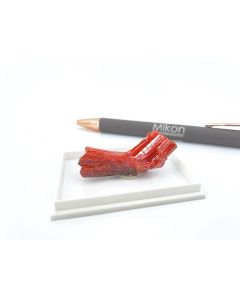 Crocoite; Dundas, Tasmania, Australia, Gerd Tremmel Collection; Min, single piece