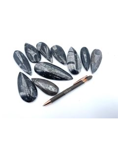 Orthoceras, 8 - 12 cm, polished, Morocco, 50 pieces