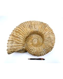 Ammonite 30 - 40 cm, rough, ready prepared, Morocco, 1 piece