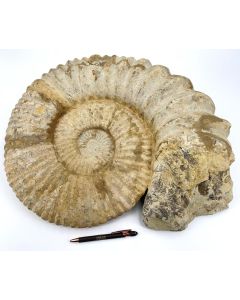 Ammonite 45 - 55 cm, rough, ready prepared, Morocco, 1 Stück