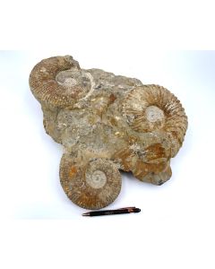 Ammonite-groups 35-45 cm, rough, ready prepared, Morocco