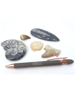 Fossils set; with 5 different fossils; 1 piece 