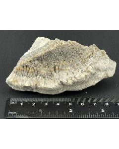 Struvite xls; Watenbüttel, Braunschweig, Lower Saxony, Germany; Scab; unique piece
