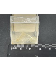 Ardealit; Jurien, WA, Australien; Kapsel; Einzelstück