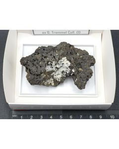 Levyne xls; Elk Rock Island, Oregon, USA; Gerd Tremmel collection; Scab; unique piece
