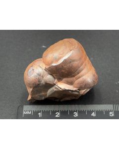 Hematite (kidney ore); Knollengrube, Harz, Germany; Min; unique piece
