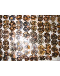 Ammonites pairs, polished, 2-4 cm, 1 pair