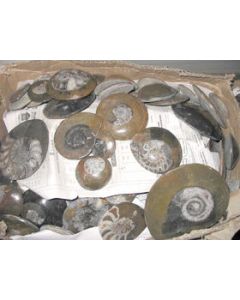 Ammonites polished, 5-8 cm, 1 piece