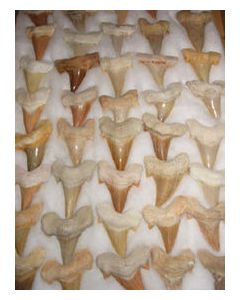 Haifischzähne, groß, Marokko, 1 Stück